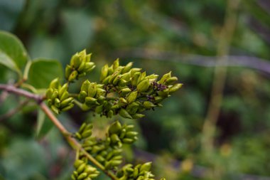 Yaz bahçesindeki yeşil bir arka planda bulunan St. Johns otunun (Hypericum perforatum) sarı çiçekleri, tıbbi bitkiler kapanıyor.