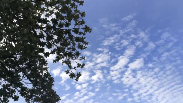 Sob Árvore Céu Azul Filmagem Movimento Câmera — Vídeo de Stock