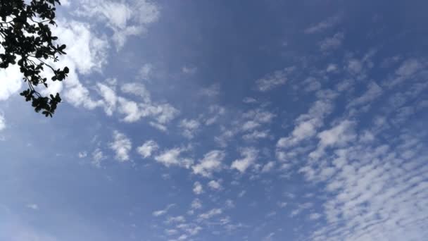 Sous Arbre Ciel Bleu Mouvement Caméra — Video