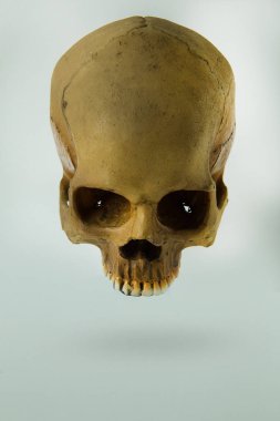 Kafatası görüntü beyaz arka plan üzerinde Kapat.