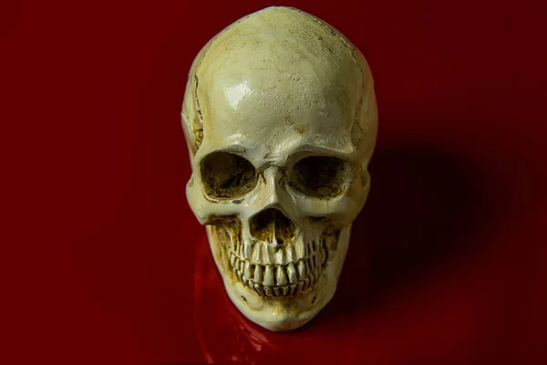 Cráneo Una Cabeza Sobre Fondo Rojo Imagen Abstracta Brillante — Foto de Stock