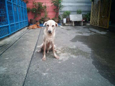 Hasta köpek sokak şehir açık.