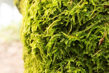 Ağaç üzerinde yeşil yosun görüntüyü kapat.