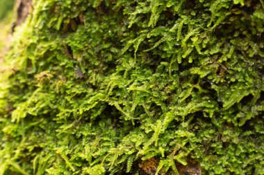 Ağaç üzerinde yeşil yosun görüntüyü kapat.