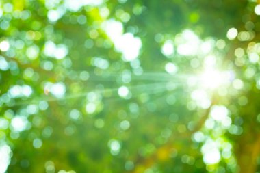 Yaprak bokeh arka plan soyut resim için.