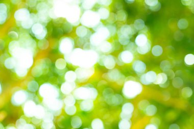 Yaprak bokeh arka plan soyut resim için.