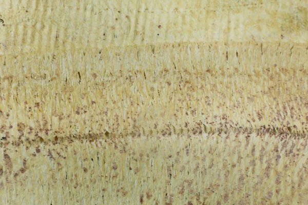 Рыба Каракатица Свернула Морепродукты Близко Изображению — стоковое фото