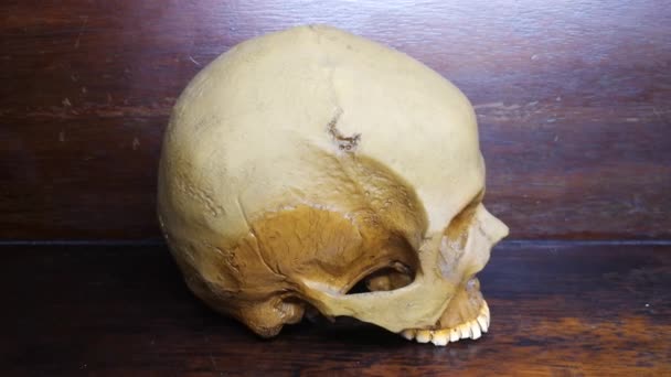 人間の頭蓋骨映像カメラの動き — ストック動画