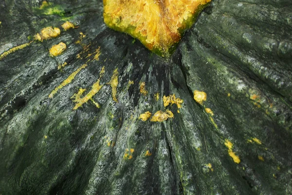 Green pumpkin surface  extreme close up  image. — Stock Photo, Image