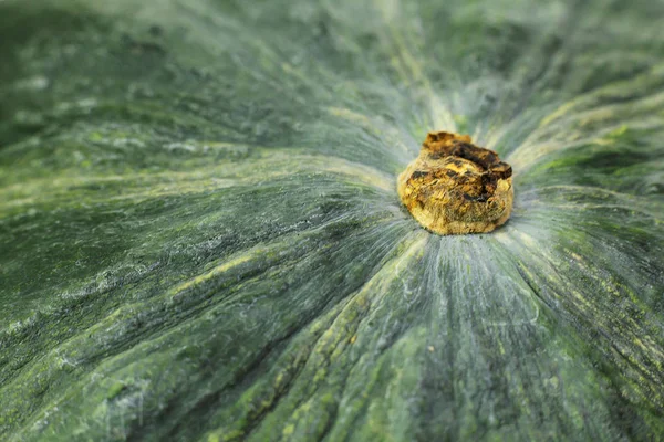 Green pumpkin surface  extreme close up  image. — Stock Photo, Image