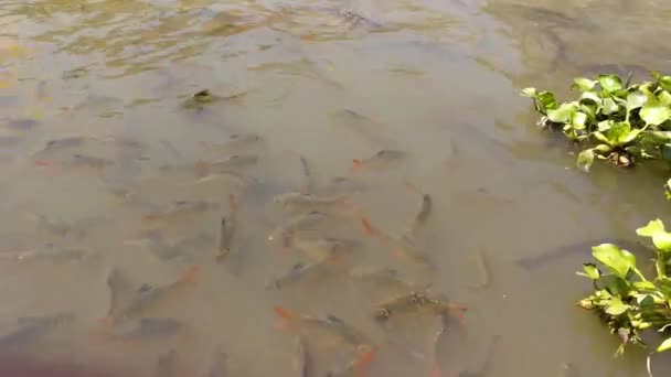チャオプラヤー川タイの魚の映像 — ストック動画