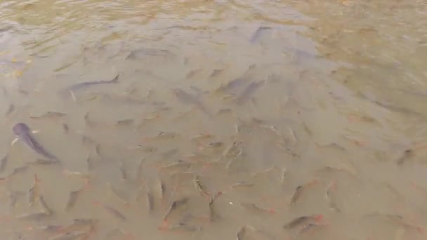 Рыба Реке Чао Прайя Таиланде Кадры — стоковое видео