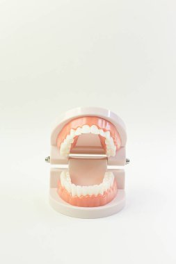 Diş içeriği için beyaz arka plan üzerinde Diş modeli.