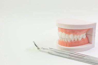 Diş içeriği için beyaz arka plan üzerinde Diş modeli.