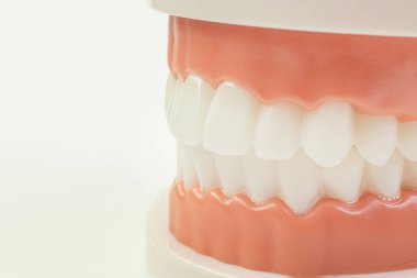 Diş içeriği için beyaz arka plan üzerinde Diş modeli.