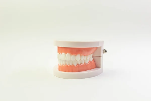 Le modèle de dent sur fond blanc pour le contenu dentaire . — Photo