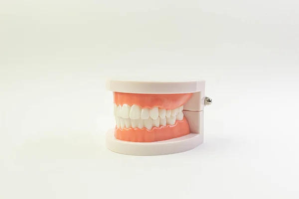 El modelo de dientes sobre fondo blanco para contenido dental . — Foto de Stock