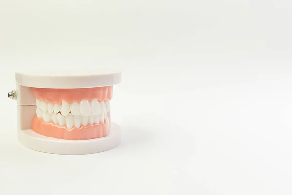 El modelo de dientes sobre fondo blanco para contenido dental . — Foto de Stock