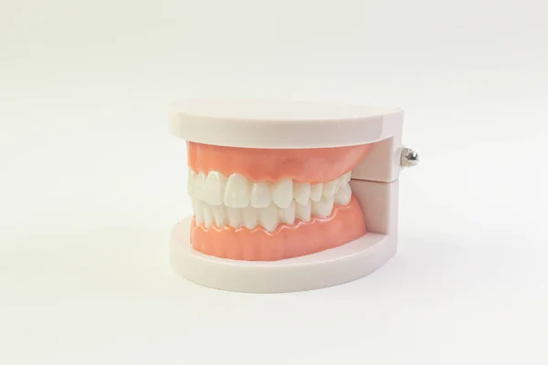 El modelo de dientes sobre fondo blanco para contenido dental . — Foto de Stock