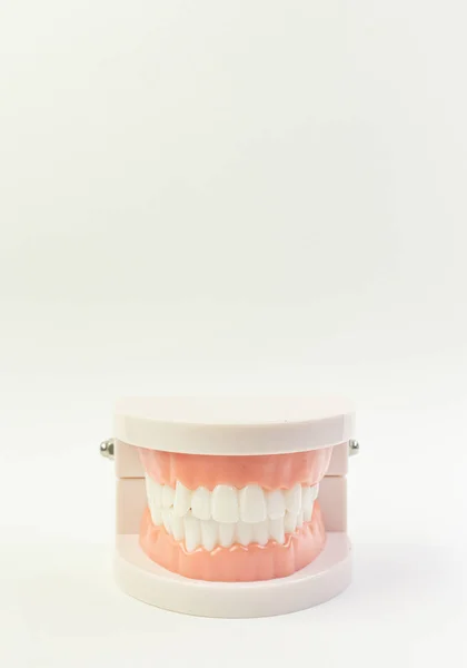 El modelo de dientes sobre fondo blanco para contenido dental . — Foto de Stock