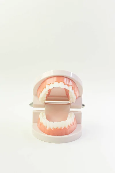 Tand modellen på vit bakgrund för tand innehåll. — Stockfoto