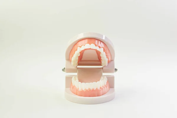 Model zęba na białym tle do materiałów dentystycznych. — Zdjęcie stockowe