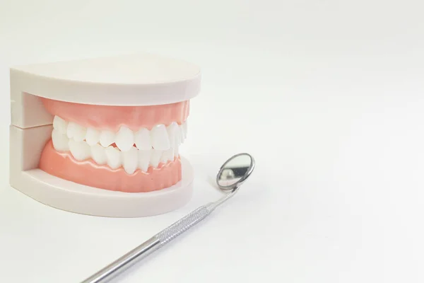 El modelo de dientes sobre fondo blanco para contenido dental . — Foto de Stock