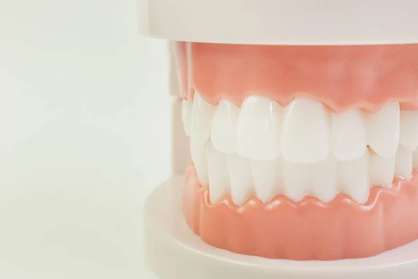 El modelo de dientes sobre fondo blanco para contenido dental . — Foto de Stock