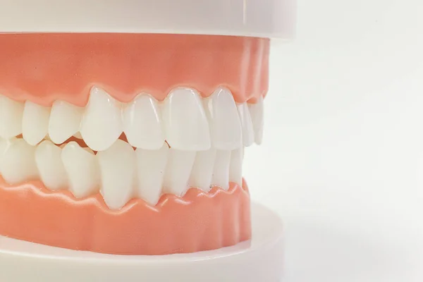 El modelo de dientes sobre fondo blanco para contenido dental . — Foto de Stock