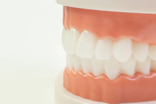 El modelo de dientes sobre fondo blanco para contenido dental . — Foto de Stock