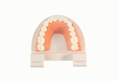 beyaz izole arka planda diş modeli.