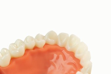 beyaz izole arka planda diş modeli.