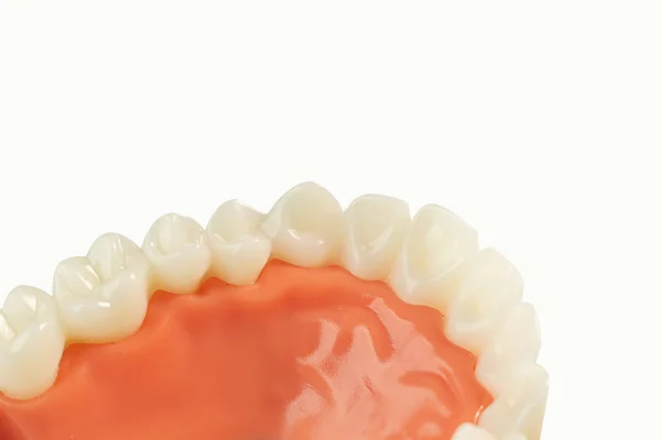 Modelo de dente no fundo isolado branco . — Fotografia de Stock