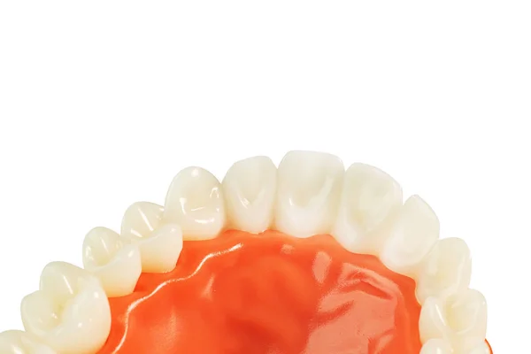 Modelo de dente no fundo isolado branco . — Fotografia de Stock