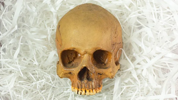 Людський череп на амортизаційному папері для наукового вмісту — стокове фото