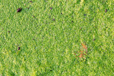 Arkaplan görüntüsü için akvaryum yosunu kapat.
