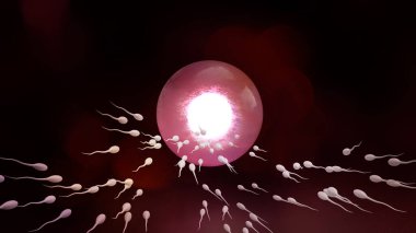 Bilim içeriği için sperm ve yumurtalık 3D görüntüleme.