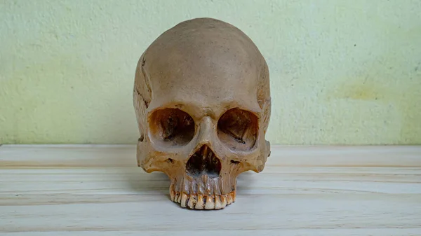 The human skull on wood table for sci or medical content.