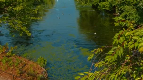 圣詹姆斯公园, 伦敦, 英国, 英国 — 图库视频影像