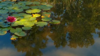 Bazı pembe nilüferler yetişen bir su birikintisi yakın çekim shot. Su açık ve bazı balık da geçirerek görülebilir