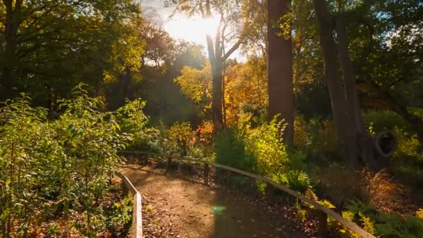 黄金の時間中に美しい秋の森のワイド ショット 太陽の光線は 木の枝からのぞくし 劇的な感じを追加 — ストック動画