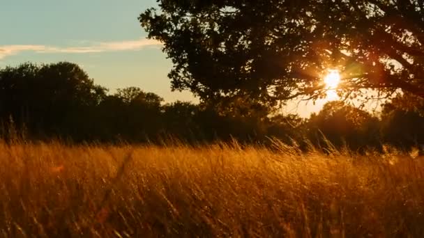 一个草原和一棵美丽的橡树的励志镜头美丽的黄金时刻阳光照亮 — 图库视频影像