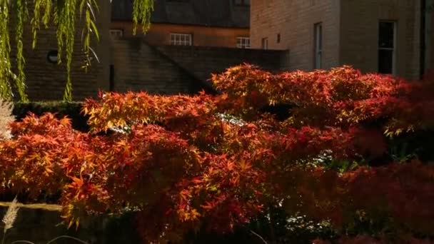 Oxford Circa 2018 Nahaufnahme Der Wunderschönen Gärten Der Christ Church — Stockvideo