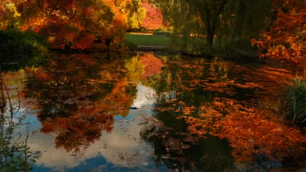 映画のような湖で秋の森の撮影黄金の時間中に日没 緋色と黄色の色合いを見ることができます — ストック動画