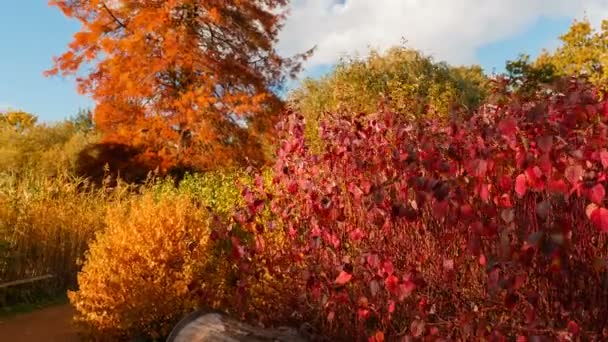 Establecimiento Plano Bosque Otoñal Tomado Atardecer Hermosos Tonos Rojo Escarlata — Vídeo de stock