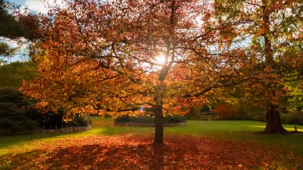 在日落时拍摄的一棵橡树的平移 当太阳照进来的时候 可以看到红色 朱红色和黄色的美丽色调 — 图库视频影像