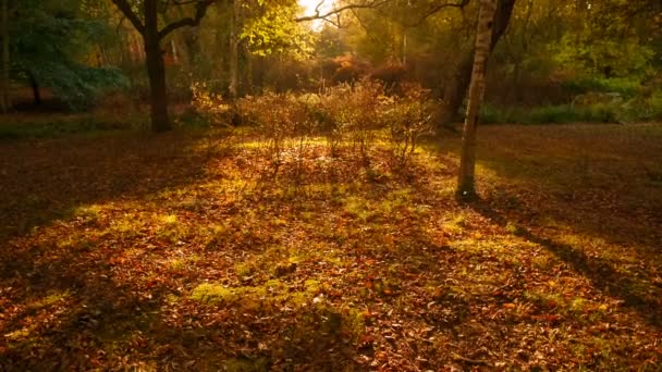黄金の時間日没時に美しい秋の森の感動的なショット 太陽の光が素敵な温かみのある色調を強調します — ストック動画