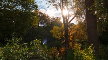 Güzel bir sonbahar ormanın altın saat gün batımı sırasında geniş atış. Bulutlar geçip iken güneş ışınları ağaç dalları ile İletiye Gözat