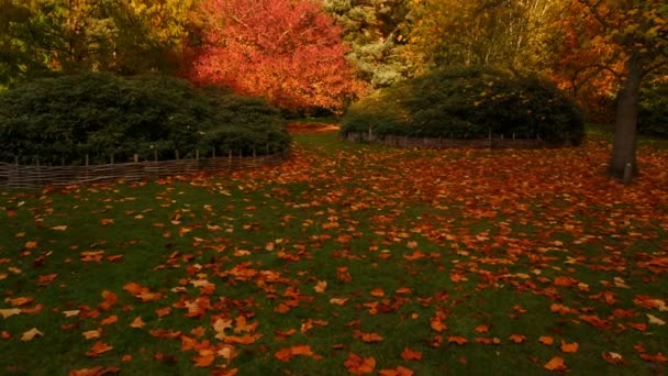 Широкий Снимок Осеннего Леса Сделанный Золотой Час Красивые Красные Алые — стоковое видео
