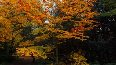 Güzel turuncu ve sarı tonlar sonbahar mevsiminde atış bir Avrupa kayını - Fagus Sylvatica - etrafında döner
